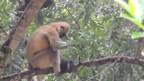 Langur monkey sitting under heavy raining rainstorm on jungle forest tree branch Stock Footage 132966384