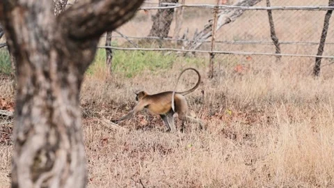 Langur monkey walking and sitting down elegantly in Tadoba national park Stock Footage 274442795