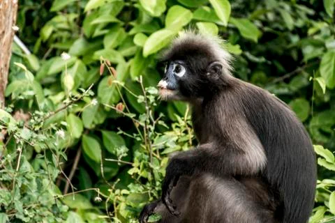 Langur monkey wildlife sitting in a tree Wua Talap island Ang Thong National  Stock Photos