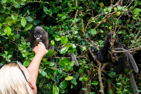 Langur monkey wildlife sitting in a tree Wua Talap island Ang Thong National  Stock Photos