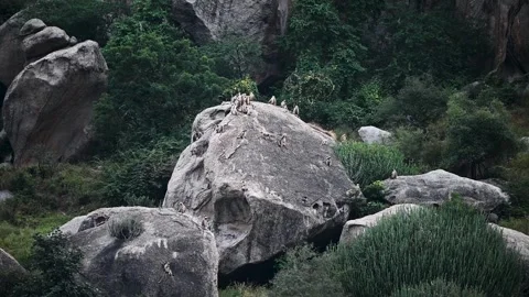 Langur monkeys on a boulder in a cinematic scene at Jawai national park Stock Footage 289844741