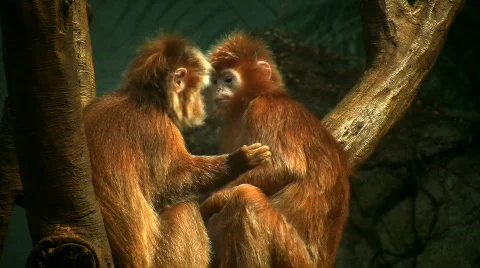 Langur monkeys debug each other and one bites the other's nipple Stock Footage 97245