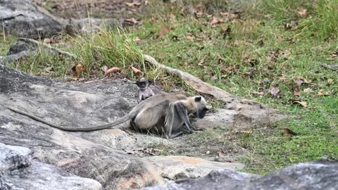 Langur monkeys doing a salt lick in Bandhavgarh national park Stock Footage 277577165