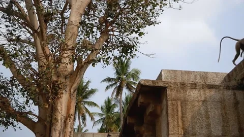 Langur monkeys jump from tree branches to the roof of a temple in India. 動画素材 140030257