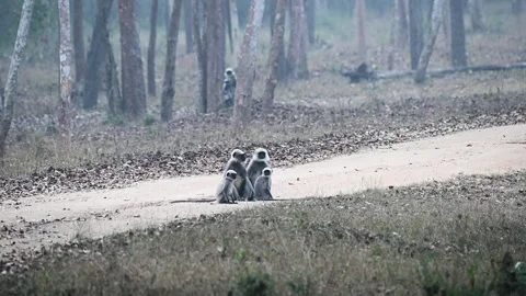 Langur monkeys jumping up and running away together in Kabini national forest Stock Footage 267566140