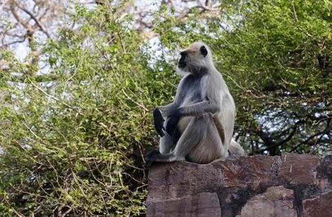 Langur monkeys Stock Photos