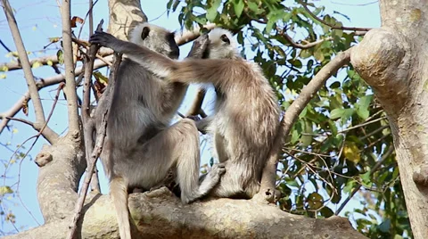 Langur Monkeys (Semnopithecus) groom &amp; socialize in jungles of India. Stock Footage 37518842