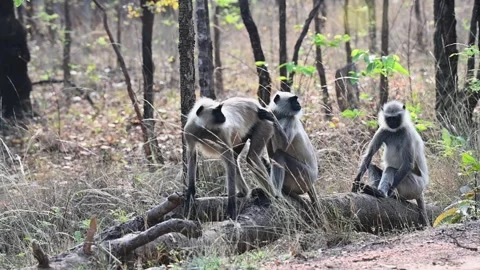 Langur Monkeys sitting on a fallen branch in Pench national park Stock Footage 274554180