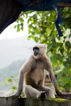 Langur Stock Photos