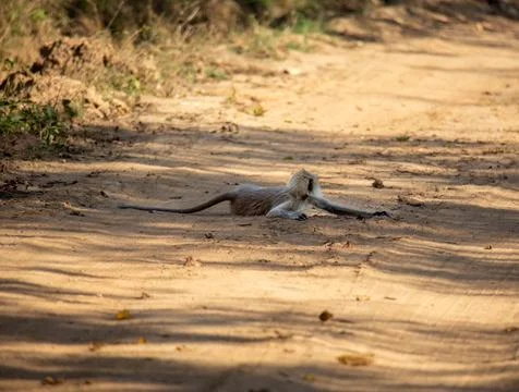 A langur resting in the middle of a road in a forest Stock Photos