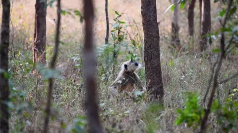 Langur sits surrounded by the thick foliage of Pench national park Stock Footage 297747478