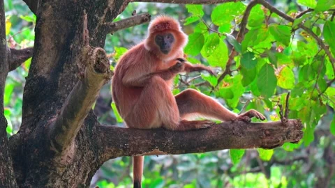 Langur on the tree Stock-Footage 243947611