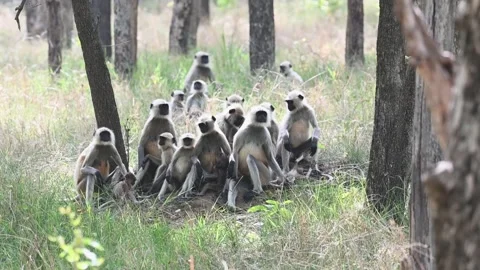  Langurs comically sitting huddled together in Pench national park Stock Footage 277935624