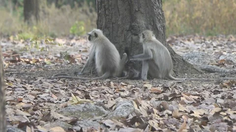 Langurs sitting under a tree, Kanha National Park, Madhya Pradesh Stock Footage 206690344