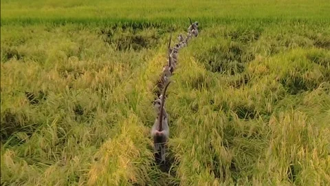 "Langurs Walking in Line Through Paddy Fields | Ninthavur, Sri Lanka Stock Footage 316399743