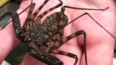 LANHM 2010 cave spider close-up ease-out Stock Footage 47524398