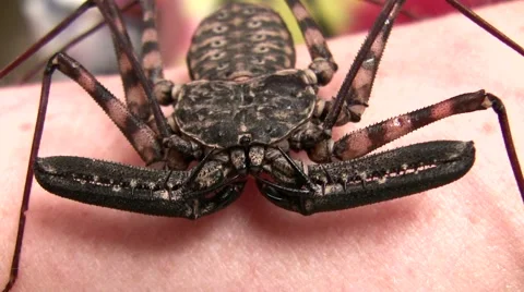 LANHM 2010 cave spider close-up ease-out Stock Footage 47524409