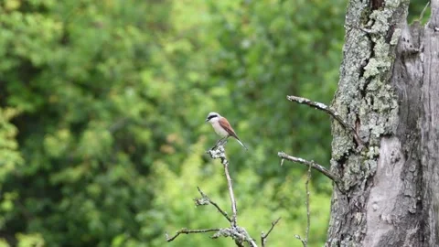 Lanius collurio aka Red-backed Shrike perched on the pear tree.  Stock Footage 277600892