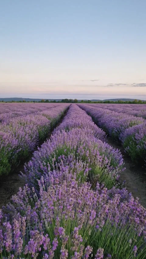 Lanlavanda3 Stock Footage 278171561