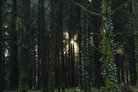 Lanmary forest Stock Photos