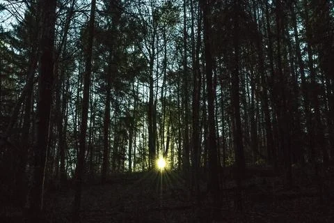 Lanmary forest Stock Photos