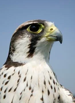 LANNER FALCON CLOSE UP Stock Photos
