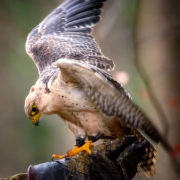 Lanner Falcon face to face. sitting on his hands Stock Photos