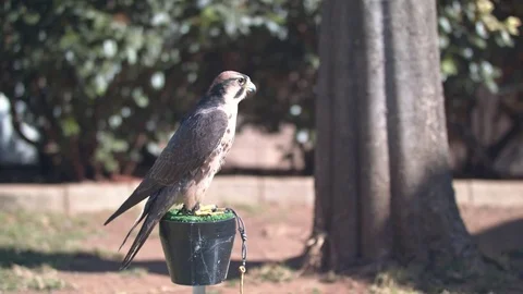 Lanner Falcon facing forward on its perch Stock Footage 84027046