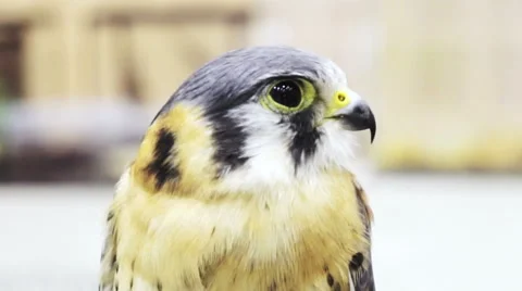 Lanner falcon, Falco biarmicus, medium size bird of prey close up shot Stock Footage 60808181