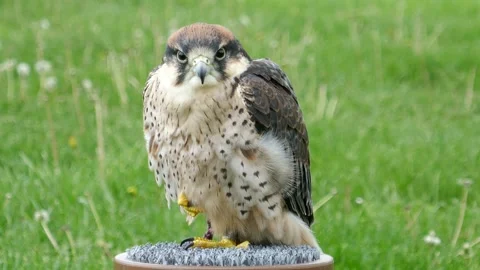 Lanner falcon of falconer bird of prey perched and looking around 库存影片 334092614