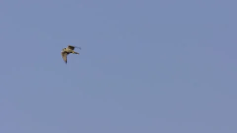 Lanner falcon flying in blue sky Video stock 146779601