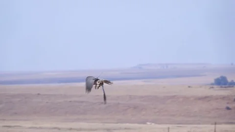 Lanner falcon flying close to camera in slow motion at eye level Stock Footage 81416971