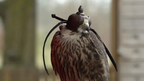 A Lanner falcon with a hood on shallow depth of feild Stock Footage 105122932
