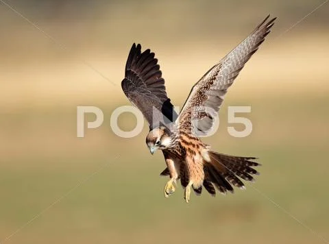 Lanner falcon landing Stock Photos