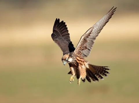 Lanner falcon landing Stock Photos