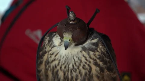 A Lanner falcon with owner Stock Footage 105123146