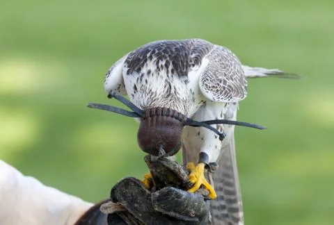 Lanner falcon Stock Photos
