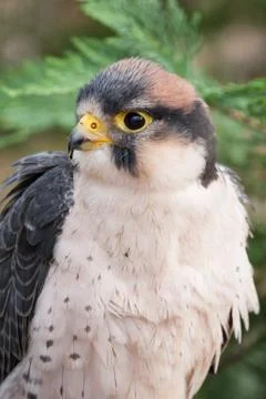 Lanner Falcon Stock Photos