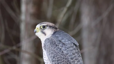 Lanner Falcon - Puffing Up and Shaking It Off Stock Footage 181673904
