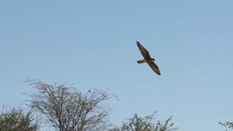 Lanner Falcon swoop in Stock Footage