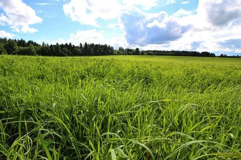 Lanscape meadow sky cloud various objects of the summer season in the best... Foto stock
