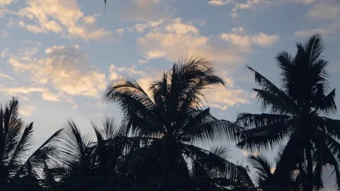 Lanscape of palm trees and cloudy blue sky with a small bird fling at an early Stock Footage 114673096