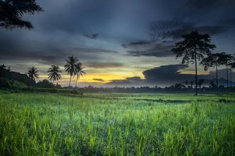 Lanspace of rice fields with coconuts and natural trees with golden blue sky Stock Photos