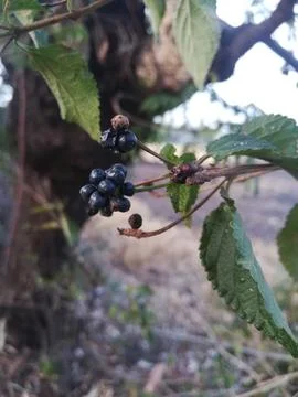 The lantana black seeds Фото