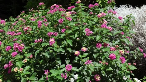 Lantana camara Stock Footage 278967110