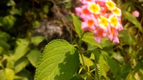 Lantana Camara Stockbeeldmateriaal 332923917