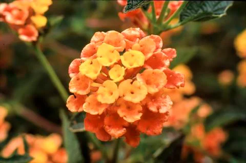 Lantana Close Up Stock Photos