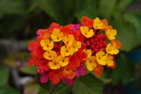 Lantana closeup Stock Photos