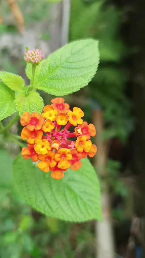 Lantana flower Stock Footage 231537100