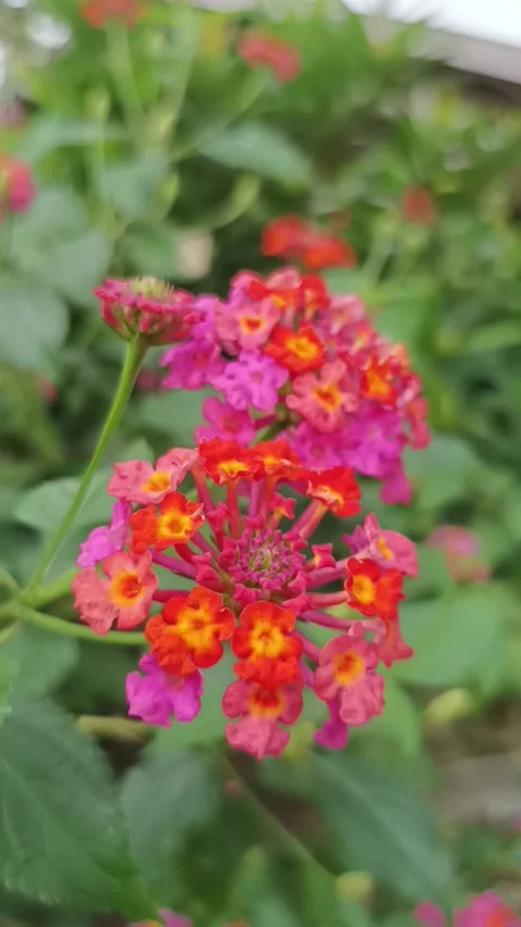 Lantana flower Stock Footage 232640004